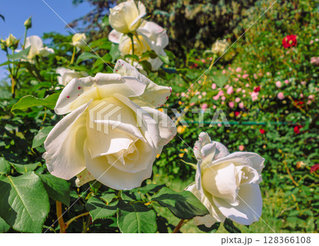 めぬま道の駅 バラ園薔薇の花4ー69 めぬま道の駅 バラ園薔薇の花4ー69 128366108