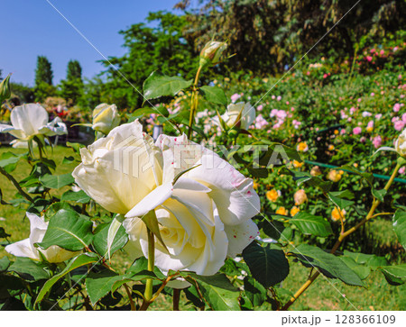 めぬま道の駅 バラ園薔薇の花4ー70 めぬま道の駅 バラ園薔薇の花4ー70 128366109
