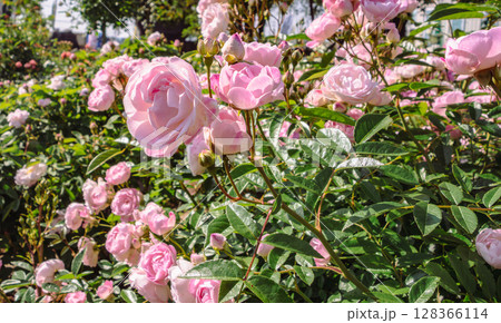 めぬま道の駅　バラ園薔薇の花4ー75 128366114