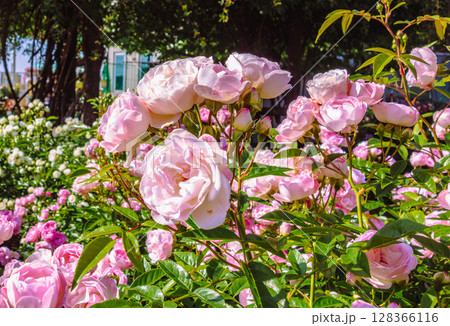 めぬま道の駅 バラ園薔薇の花4ー77 めぬま道の駅 バラ園薔薇の花4ー77 128366116