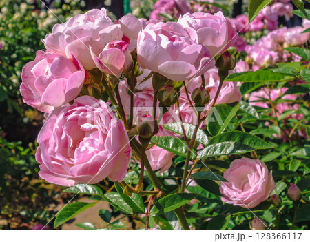 めぬま道の駅　バラ園薔薇の花4ー78 128366117