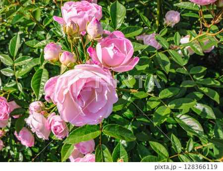 めぬま道の駅 バラ園薔薇の花4ー80 めぬま道の駅 バラ園薔薇の花4ー80 128366119