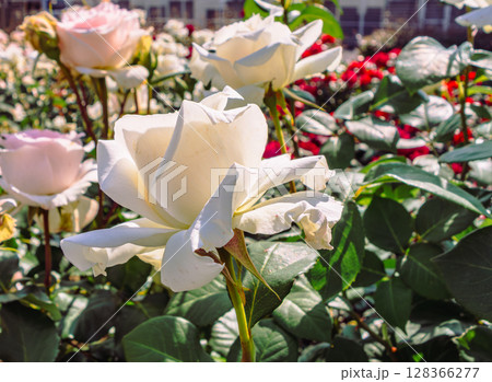 めぬま道の駅　バラ園薔薇の花4ー35 128366277