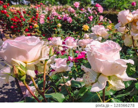 めぬま道の駅 バラ園薔薇の花4ー36 めぬま道の駅 バラ園薔薇の花4ー36 128366278