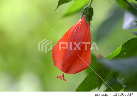 ウナズキヒメフヨウ 128366334