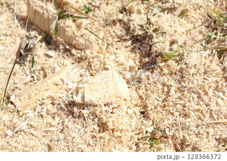 Wood Shavings and Sawdust in the Natural Environment and Their Impact on Ecosystems Wood Shavings and Sawdust in the Natural Environment and Their Impact on Ecosystems 128366372
