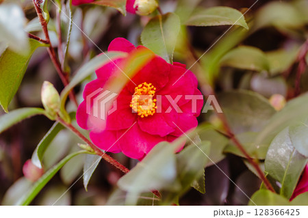 赤いツバキの花ー17 128366425
