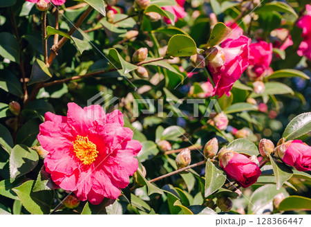 赤いツバキの花ー38 128366447