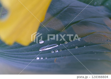 蓮の葉の上で光る夜露の水滴 128366604