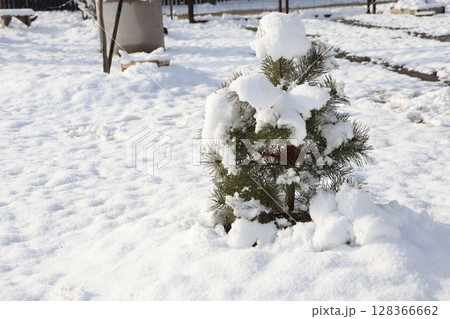 Experience a breathtaking Winter Wonderland a snowcovered tree in a serene landscape Experience a breathtaking Winter Wonderland a snowcovered tree in a serene landscape 128366662