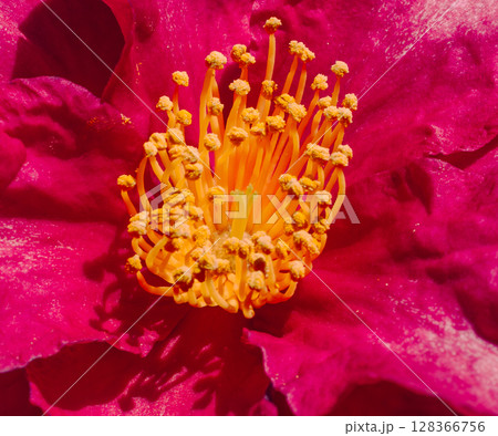 赤い椿の花ー18 赤い椿の花ー18 128366756