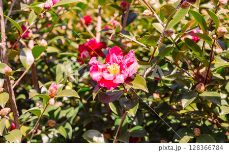 赤い椿の花ー63 128366784