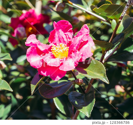 赤い椿の花ー64 赤い椿の花ー64 128366786
