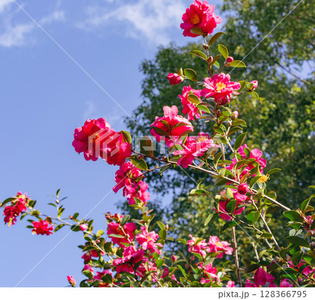 赤い椿の花ー73 128366795