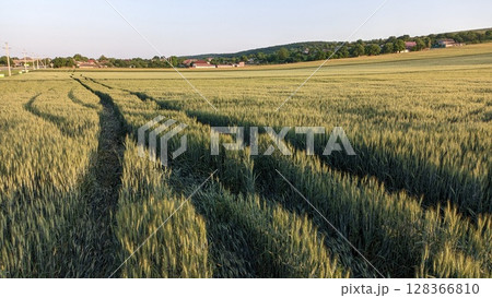 A Beautiful Scenic View of a Flourishing Wheat Field Under a Colorful Sunset Scene A Beautiful Scenic View of a Flourishing Wheat Field Under a Colorful Sunset Scene 128366810