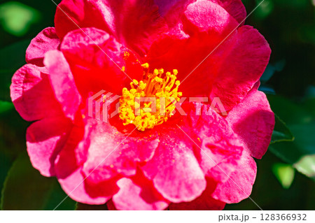 赤い椿の花ー1 赤い椿の花ー1 128366932