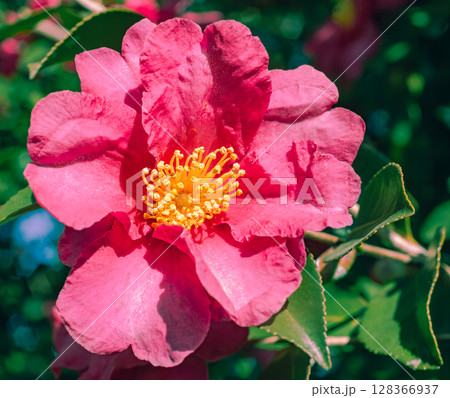 赤い椿の花ー6 128366937