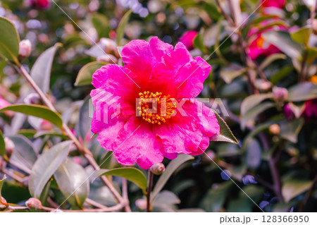 赤い椿の花ー30 赤い椿の花ー30 128366950