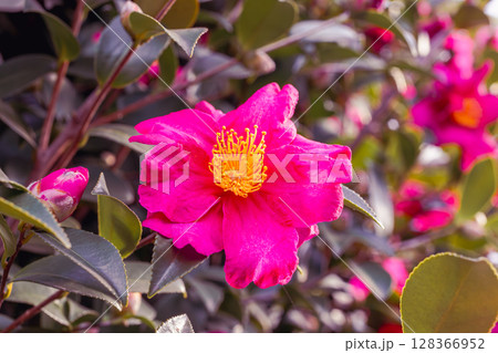 赤い椿の花ー32 赤い椿の花ー32 128366952