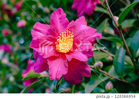 赤い椿の花ー34 赤い椿の花ー34 128366954