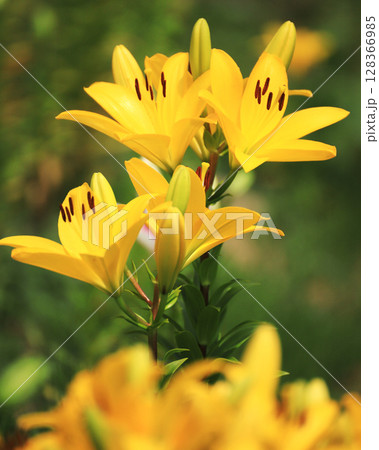 黄色いLAユリ 128366985