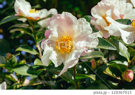 白い椿の花ー3 128367015