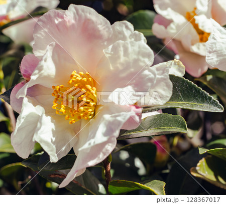 白い椿の花ー4 128367017