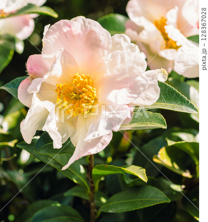 白い椿の花ー13 白い椿の花ー13 128367028
