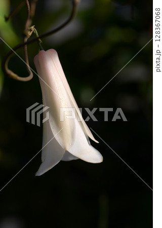 ツバキカズラ 128367068