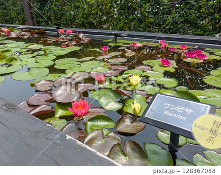 滋賀水生植物園 みずの森 ワンビサ 滋賀水生植物園 みずの森 ワンビサ 128367088