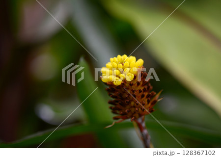 エクメア・カリクラタ 128367102