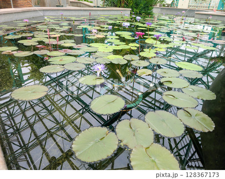 滋賀　水生植物園　みずの森 128367173