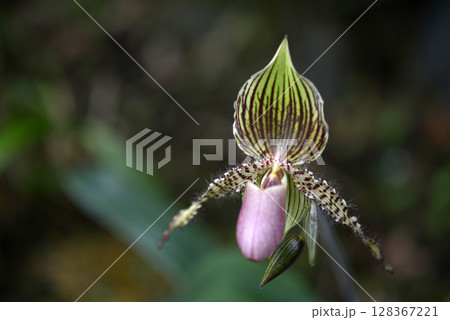 パフィオペディルム 128367221