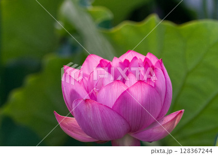 ハスの花、清浄なる花 ハスの花、清浄なる花 128367244