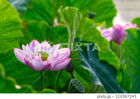 早朝に開いた蓮の花 早朝に開いた蓮の花 128367245