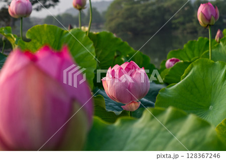 早朝に咲き始めた蓮の花の蕾 早朝に咲き始めた蓮の花の蕾 128367246