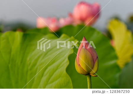 朝焼けに照らされるハスの花の蕾 128367250