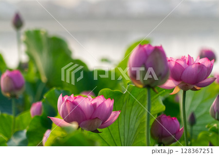 蓮池に咲くハスの花 蓮池に咲くハスの花 128367251
