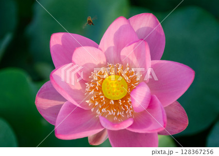 ピンクのハスの花に近づくミツバチ ピンクのハスの花に近づくミツバチ 128367256
