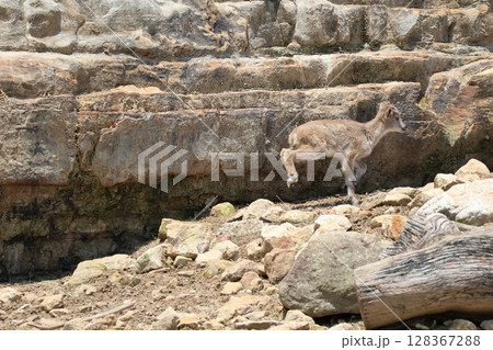 岩場をはねるヒマラヤタールの子供のいる風景 128367288