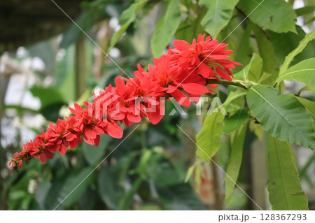 樹の枝先の赤い花びらのショウジョウトラノオの花のアップの風景 樹の枝先の赤い花びらのショウジョウトラノオの花のアップの風景 128367293