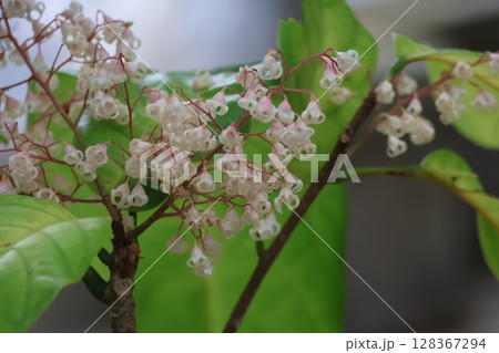 白い小さな花のピンポンノキの花のアップの風景 128367294