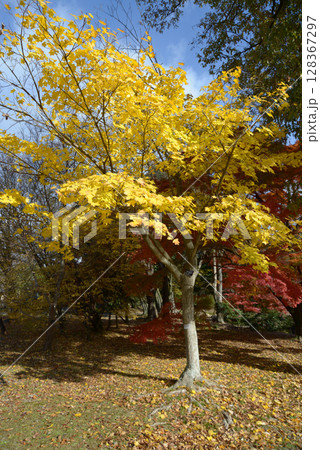 イタヤカエデ イタヤカエデ 128367297