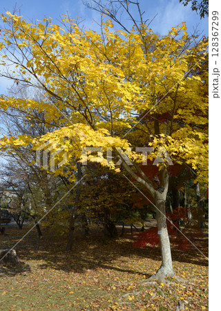 イタヤカエデ 128367299