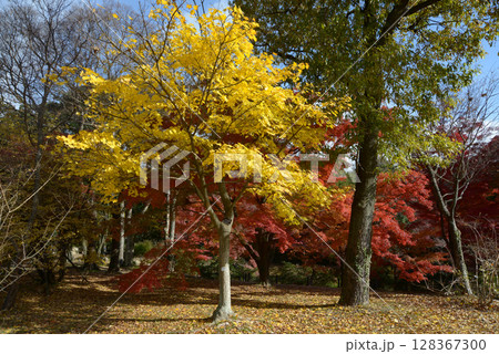 イタヤカエデ 128367300