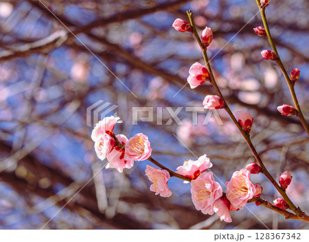 赤い梅の花2ー17 赤い梅の花2ー17 128367342