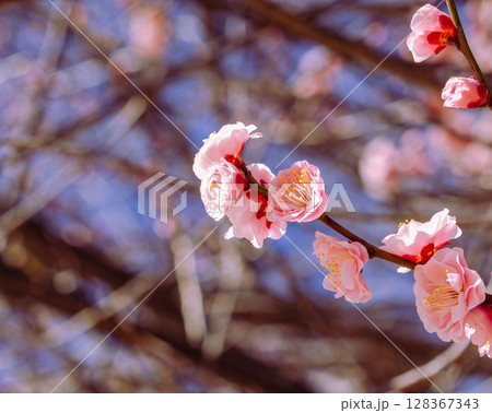 赤い梅の花2ー18 128367343