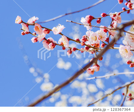 赤い梅の花2ー60 赤い梅の花2ー60 128367364