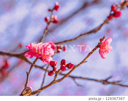 赤い梅の花2ー63 128367367