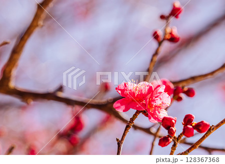 赤い梅の花2ー64 赤い梅の花2ー64 128367368